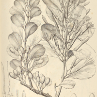 5. PSITTACANTHUS dichrous.