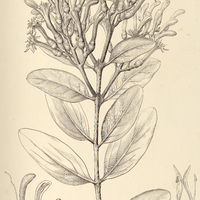 6. PSITTACANTHUS cinctus.