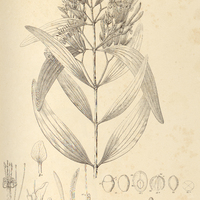7. PSITTACANTHUS cucullaris.