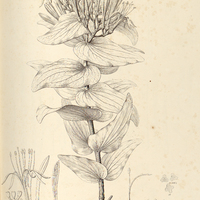 8. PSITTACANTHUS cordatus.