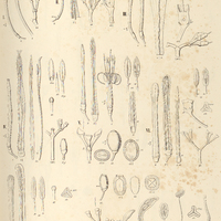 9. PSITTACANTHUS I. lamprophyllus, II. Siphon, III. crassifolius, IV. peronopetalus, V. biternatus,…