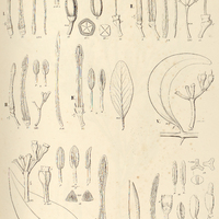 10. PSITTACANTHUS I. corynocephalus, II. plagiophyllus, III. pinguis, IV. flavo-viridis, V…