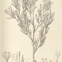 11. PHRYGILANTHUS (Quintralia) cuneifolius.
