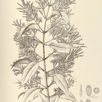 12. PHRYGILANTHUS (Tripodanthus) eugenioides.