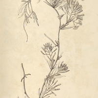 13. PHRYGILANTHUS (Tripodanthus) flagellaris.