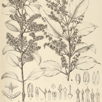 14. PHTHIRUSA I. Theobromae, II. adenostemon ?.