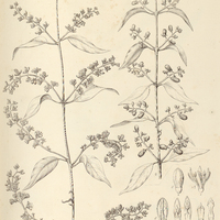 15. PHTHIRUSA theloneura.