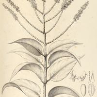 16. PHTHIRUSA rufa.