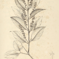 17. PHTHIRUSA pyrifolia.