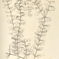 18. PHTHIRUSA clandestina.