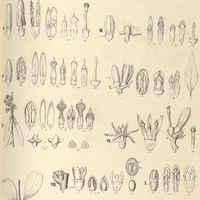 19. PHTHIRUSA I. Magdalenae ?, II. virgata ?, III. polystachya ?, IV. erythrocarpa ?, V. nitens ?,…