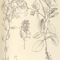 20. STRUTHANTHUS flexicaulis.