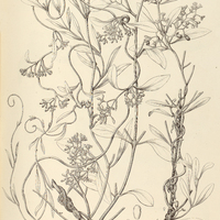 21. STRUTHANTHUS complexus.