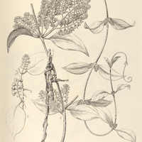 22. STRUTHANTHUS marginatus, ? var. paniculata.