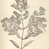 23. STRUTHANTHUS polyanthus ?.
