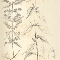 24. STRUTHANTHUS concinnus.