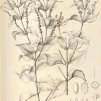 25. STRUTHANTHUS pterygopus.