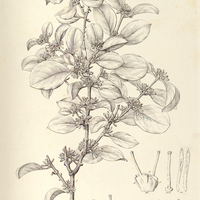 26. STRUTHANTHUS confertus.