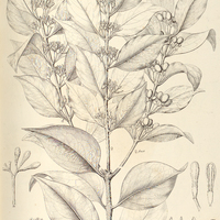 27. STRUTHANTHUS vulgaris.