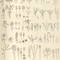 28. STRUTHANTHUS I. polyrhizus, II. attenuatus ?, III. staphylinus, IV. andrastylus, V. cuspidatus …
