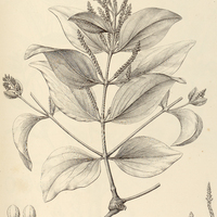 29. ORYCTANTHUS botryostachys.