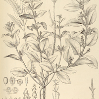 30. ORYCTANTHUS I. ruficaulis, II. scabridus ?.