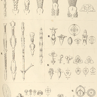 31. INFLORESCENTIAE I. Phoradendri, II. Dendrophthorae, III. Arceuthobii. IV. EREMOLEPIS verrucosa…