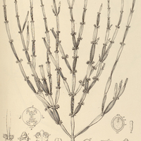 32. PHORADENDRON tunaeforme.