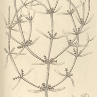 33. PHORADENDRON platycaulon.