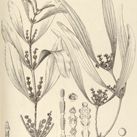 35. PHORADENDRON I. lanceolato-ellipticum, II. ensifolium.