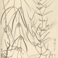 36. PHORADENDRON linearifolium.