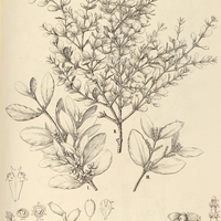 37. PHORADENDRON I. acinacifolium, II. ellipticum, III. craspedophyllum.