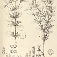 38. PHORADENDRON I. emarginatum, II. rubrum.