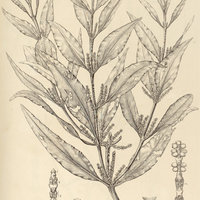 39. PHORADENDRON undulatum.
