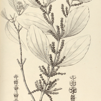 40. PHORADENDRON crassifolium.