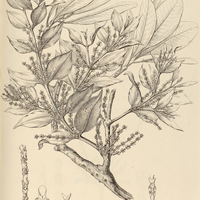 41. PHORADENDRON latifolium.
