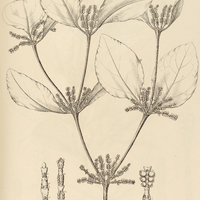 42. PHORADENDRON pennivenium.