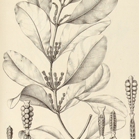 43. PHORADENDRON I. hexastichum, II. bathyoryctum, III. macrarthrum.