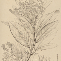 46. PERSEA I. spendens, II. punctata.