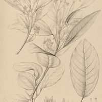 47. PERSEA pyrifolia.