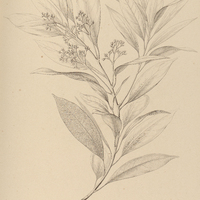 51. PERSEA microneura.