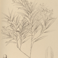 53. PERSEA stenophylla.
