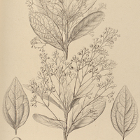 54. PERSEA erythropus ? ovata.