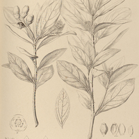 55. PERSEA densiflora.