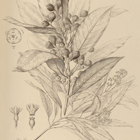 56. CRYPTOCARYA moschata.