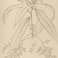 57. AMPELODAPHNE I. arunciflora, II. macrophylla.