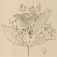 58. AJOUEA densiflora.