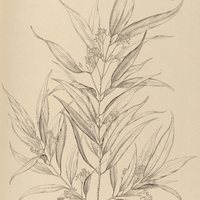59. ACRODICLIDIUM Guianense.