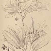 60. ACRODICLIDIUM Jtauba.