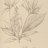 61. ACRODICLIDIUM Sprucei.